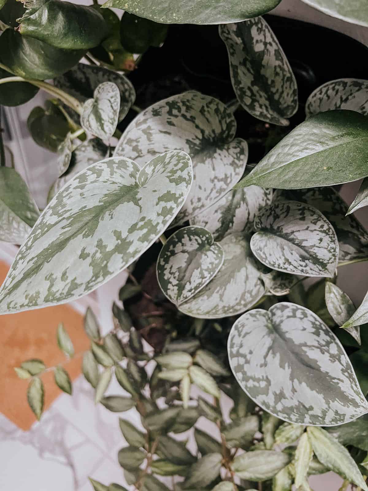 Pothos Plant Care: Tips & Tricks – Love & Renovations