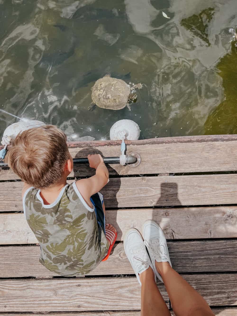 boy looking at a turtle in the water 