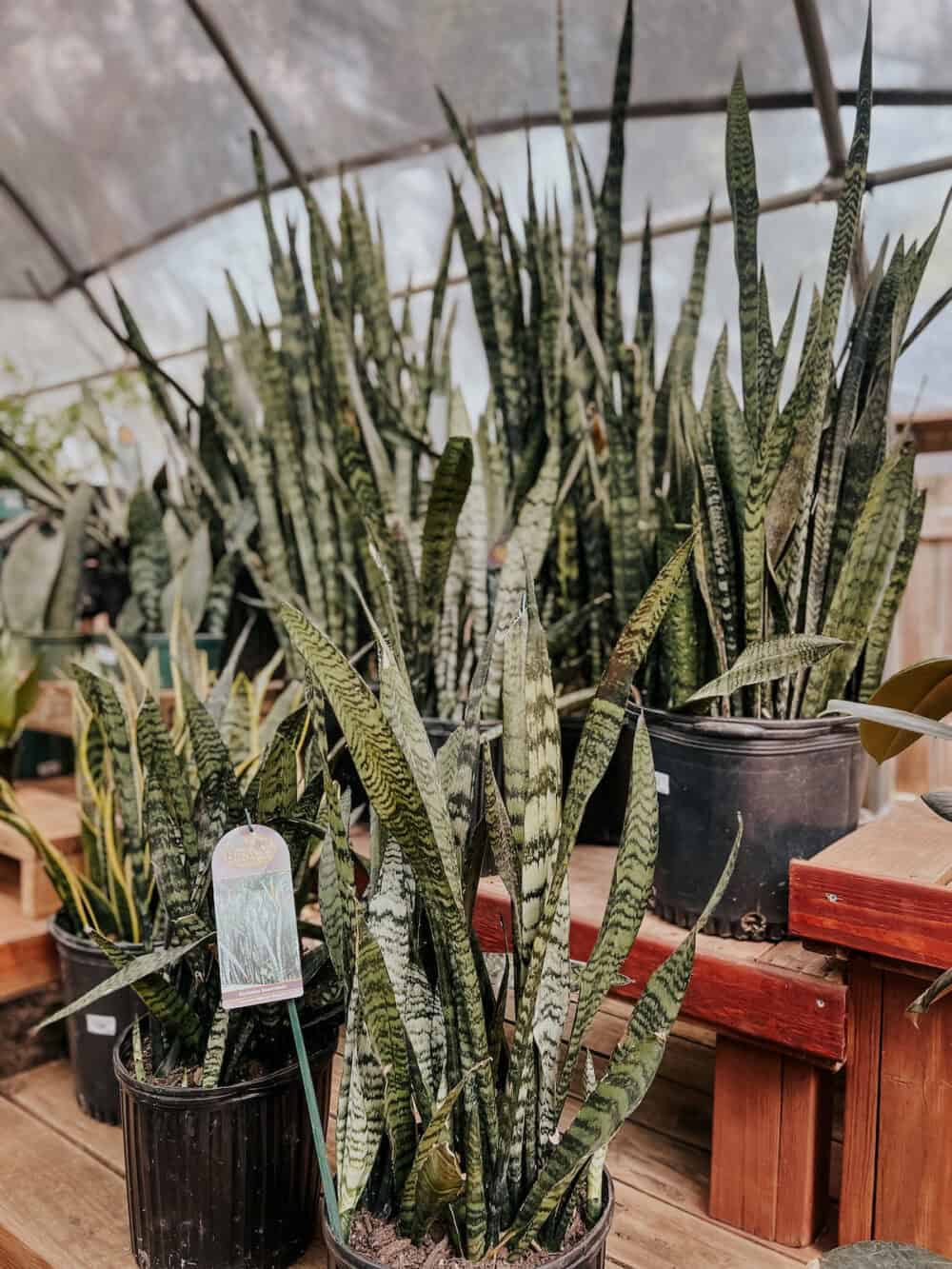 collection of snake plants at a plant store 