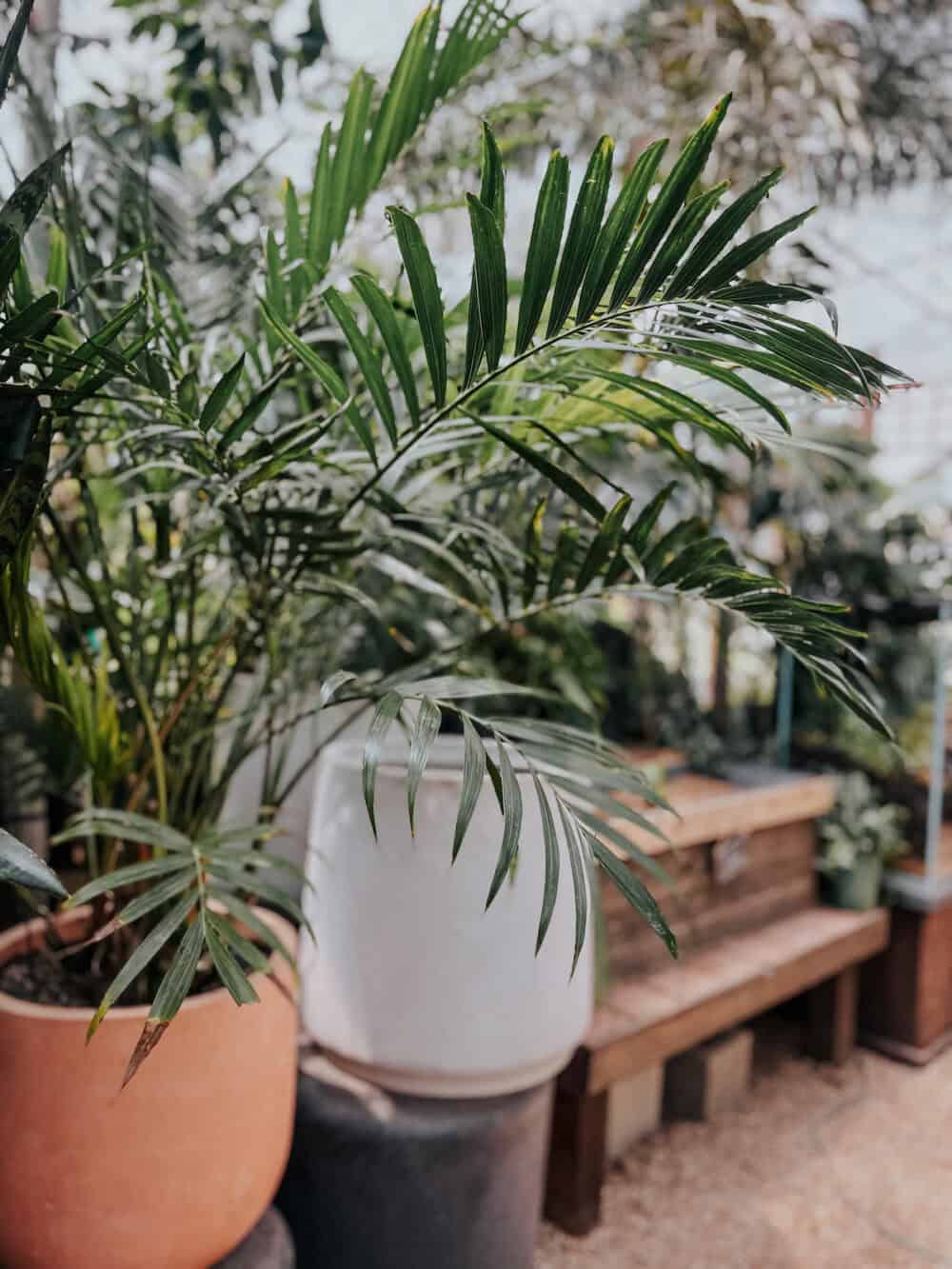 close up of a cat palm in a greenhouse