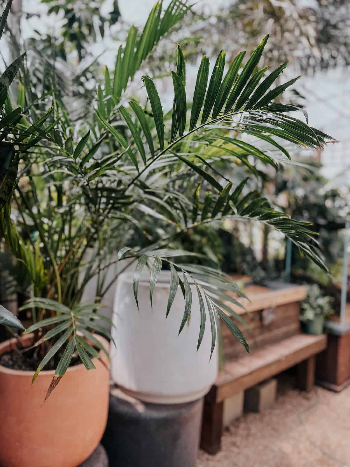 The Best Low Light Indoor Plants