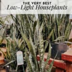 snake plants in a greenhouse with text overlay - the very best low light houseplants